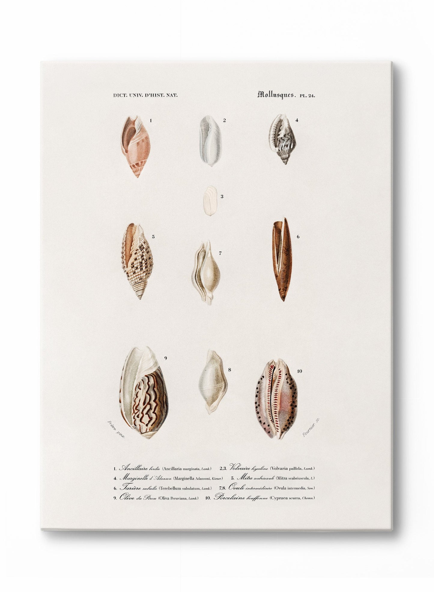 Nautical Jewels, Canvas