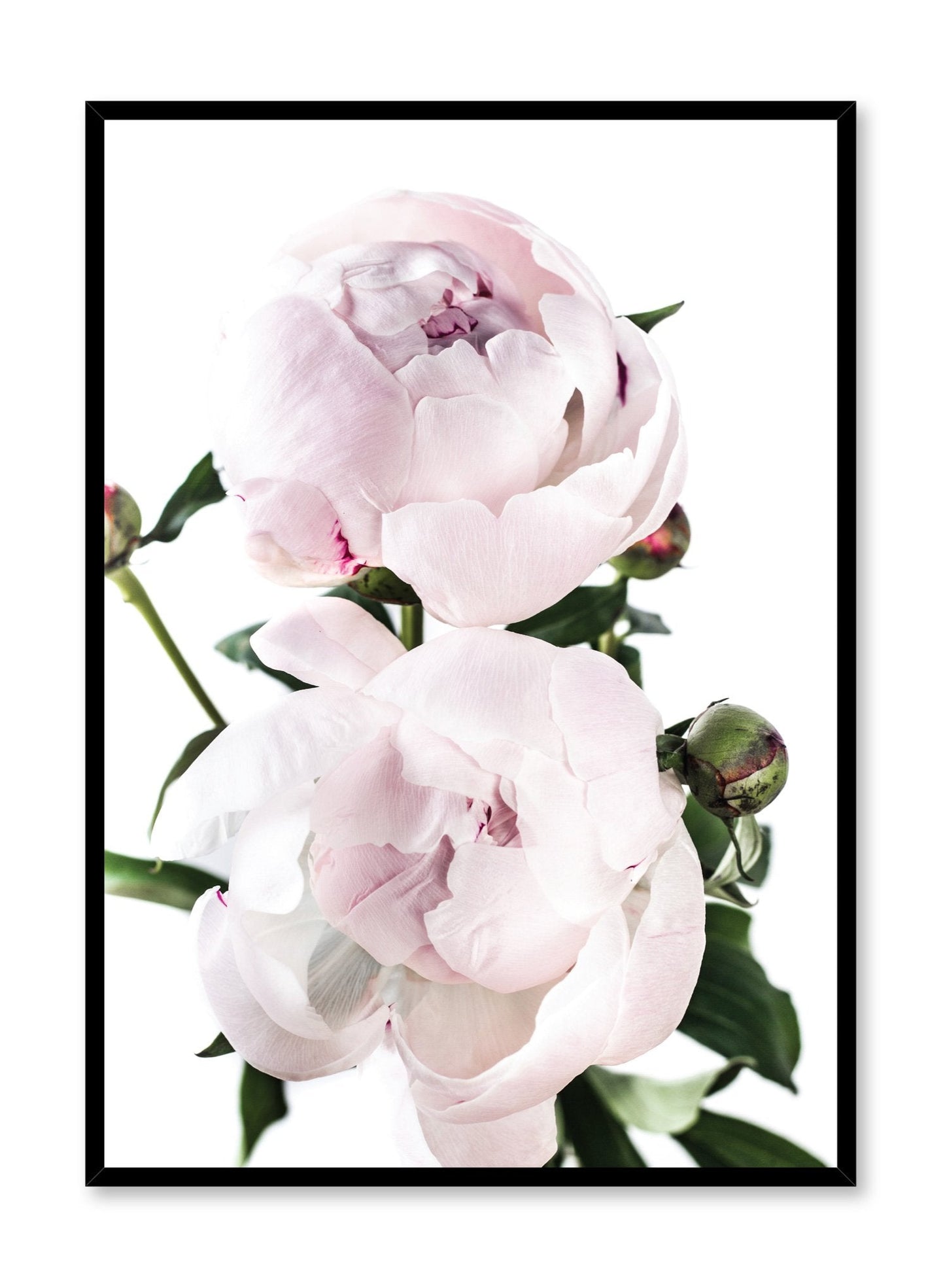Scandinavian art print by Opposite Wall with delicate peonies Lovers art photography