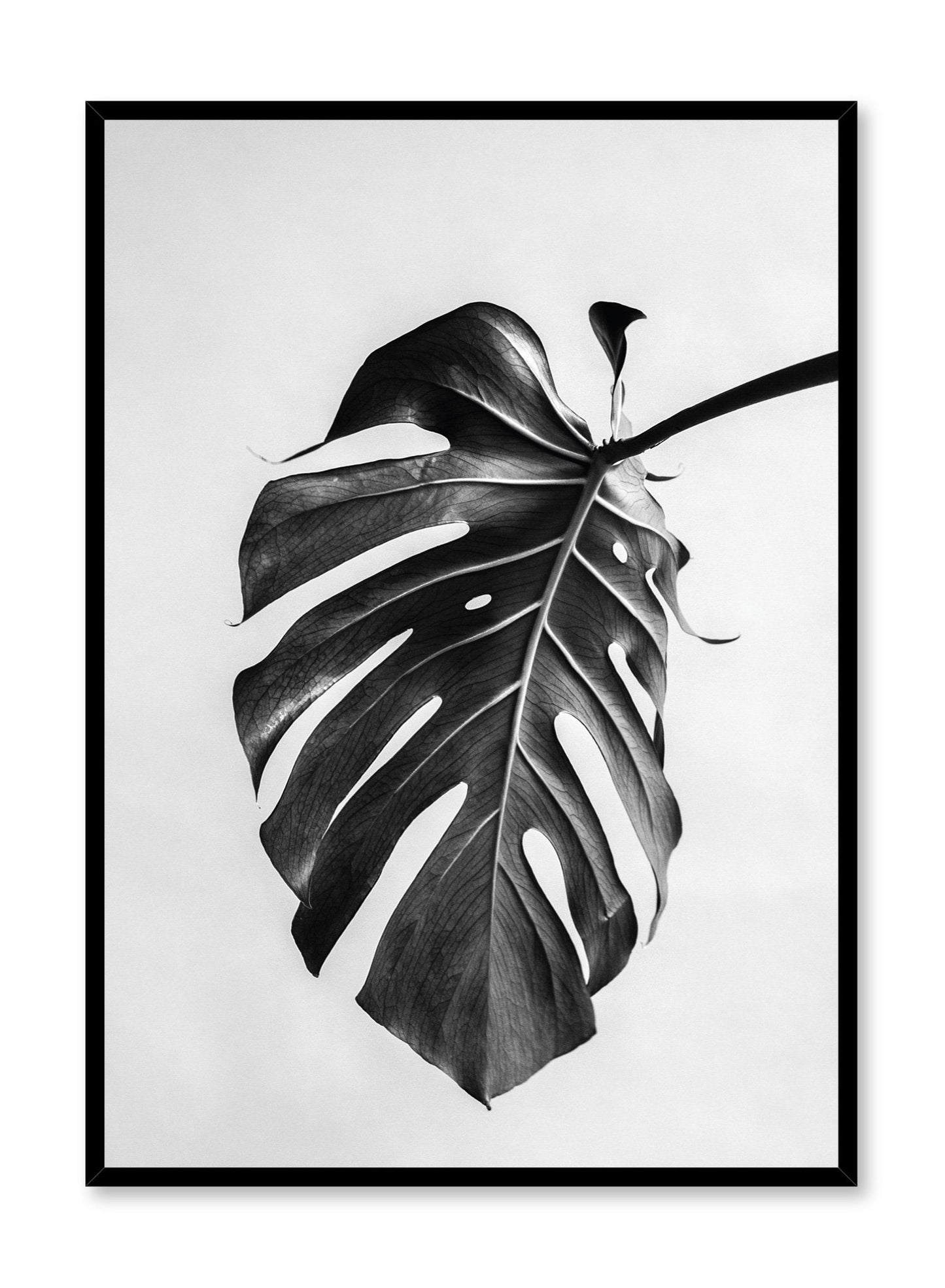 Scandinavian poster by Opposite Wall with black and white Monstera leaf photography