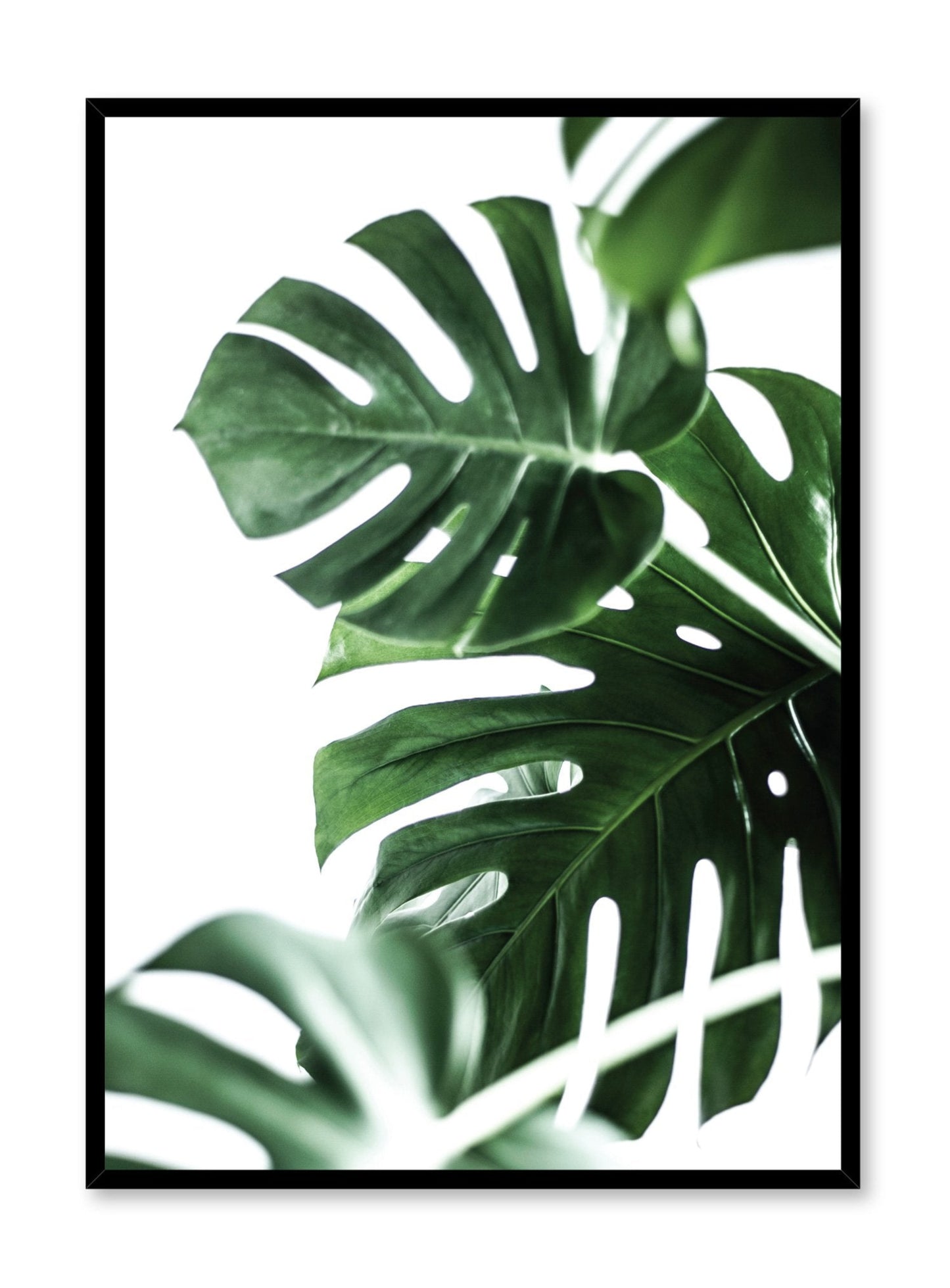 Modern minimalist art print by Opposite Wall with Monstera leaves art photo design