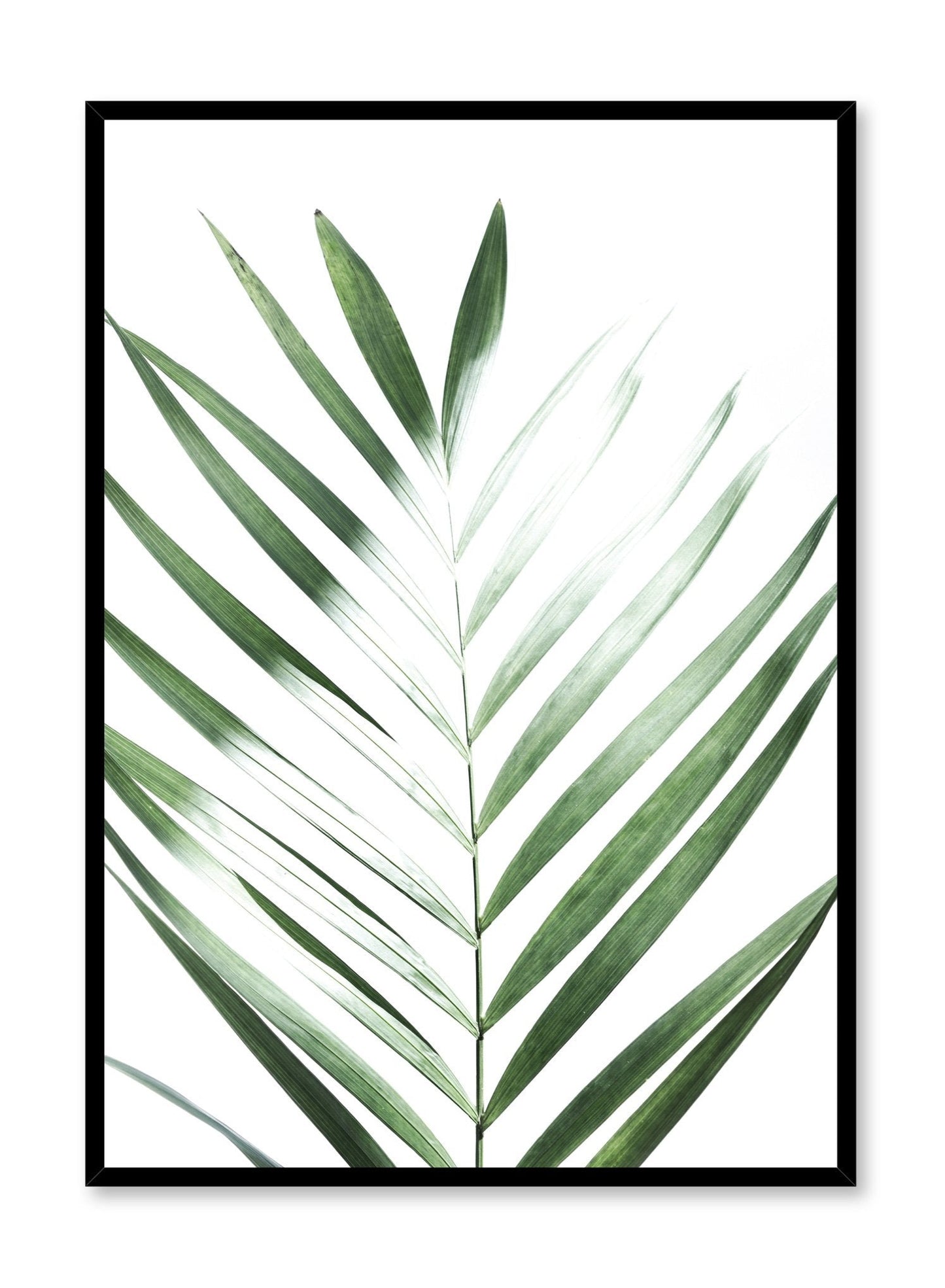 Modern minimalist poster by Opposite Wall with Sunlight palm leaf photo art