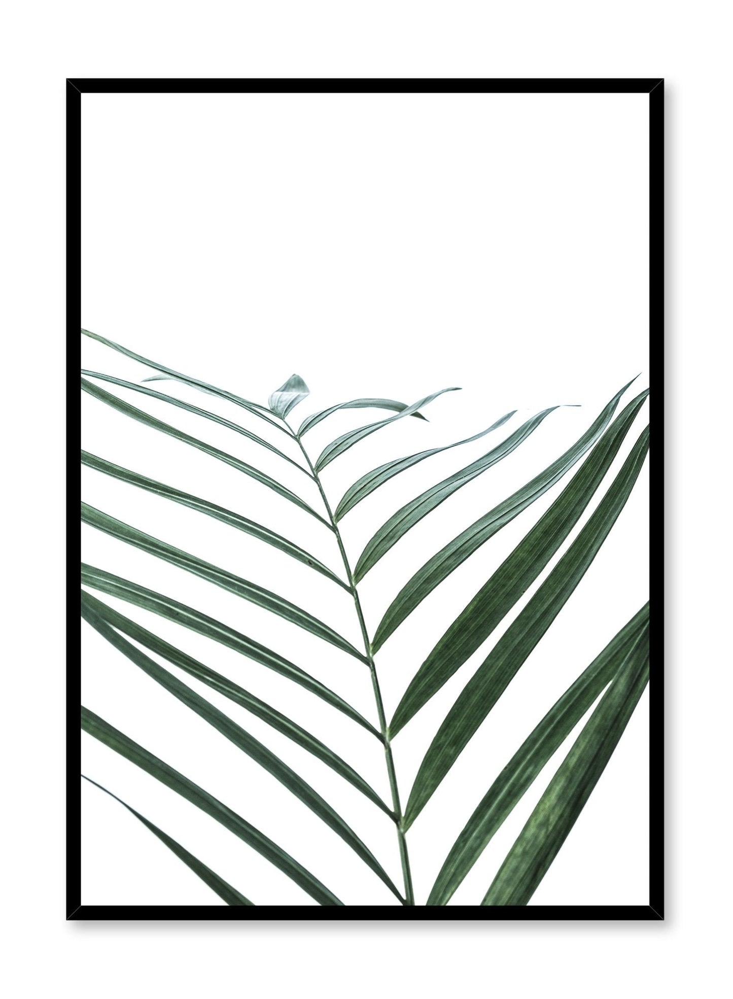 Minimalist botanical art poster by Opposite Wall with palm leaf Curves