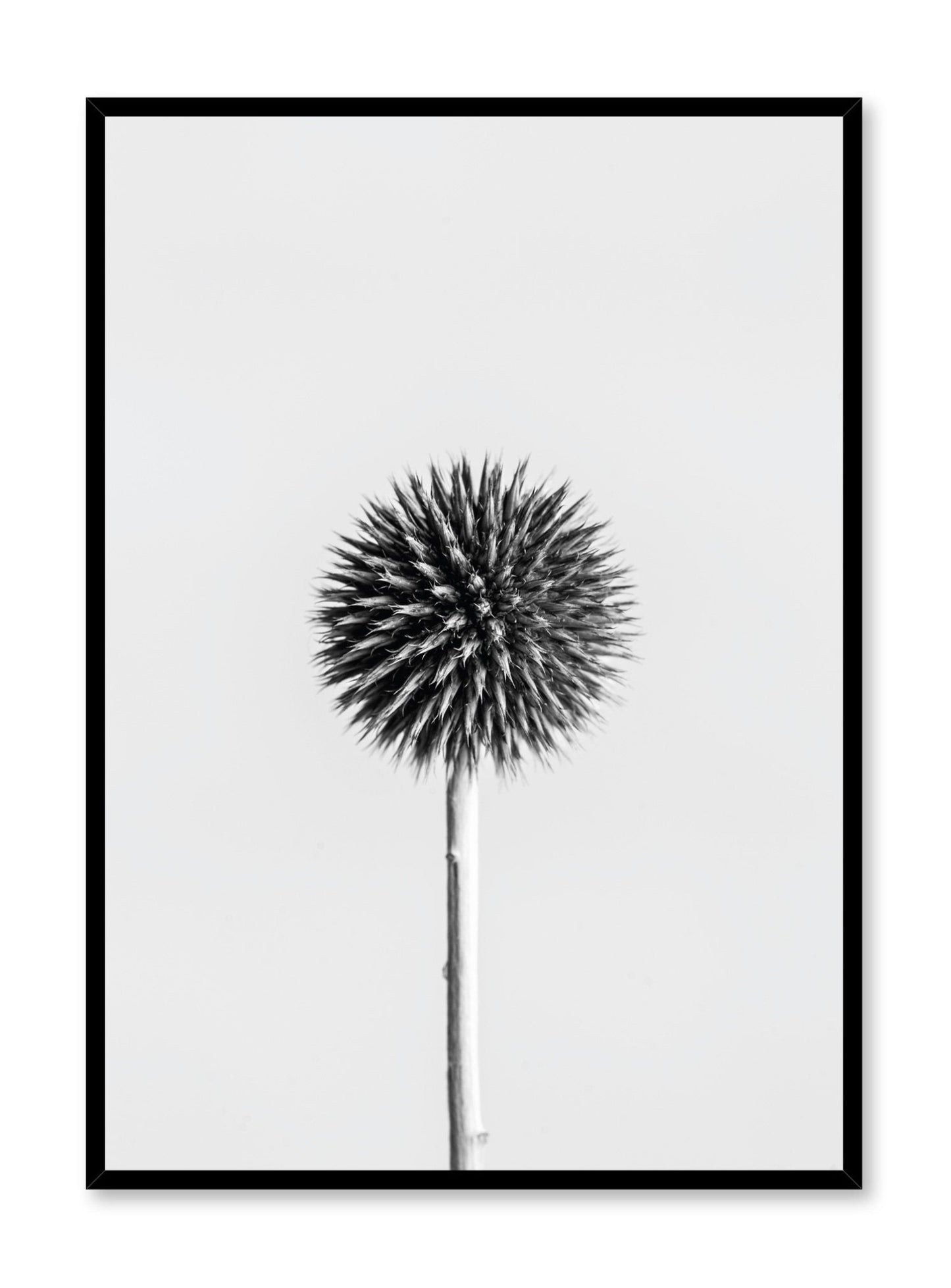 Scandinavian poster by Opposite Wall with Silver Thistle black and white art photo
