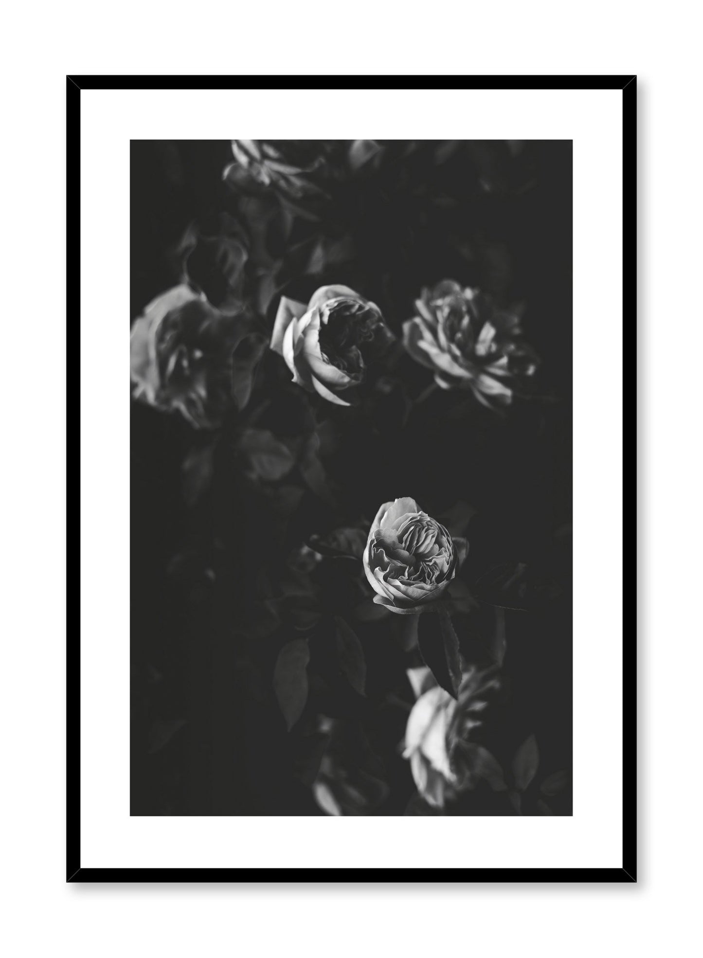 "Black & Rose Movie" is a black & white floral photography poster by Opposite Wall of a vintage dramatic rose bush.