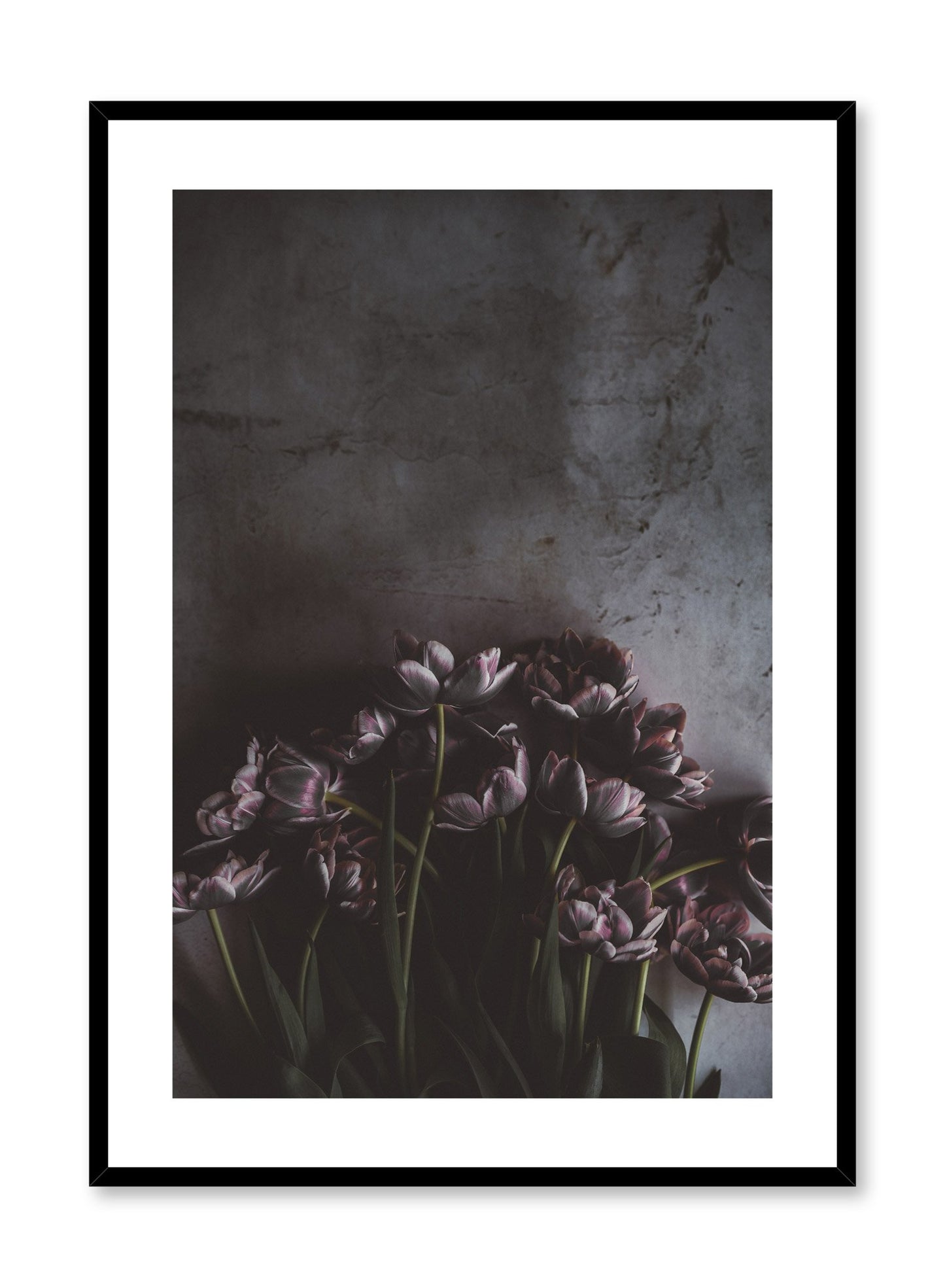 "Purple Symphony" is a flower photography poster by Opposite Wall of dark purple tulips over a textured industrial wall.