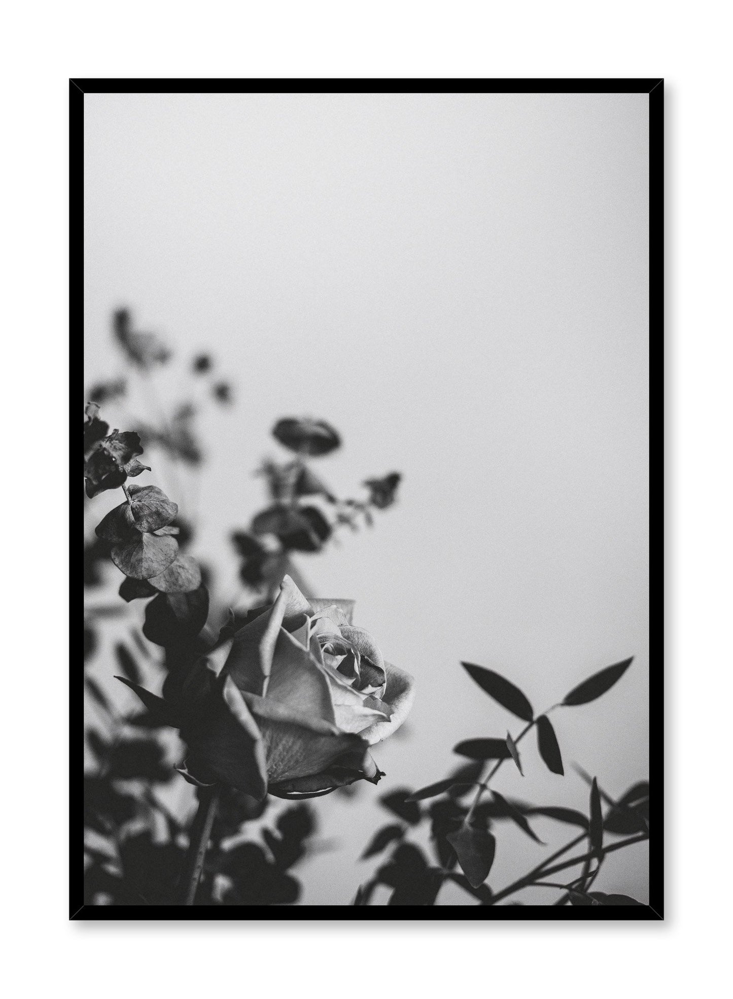 "Romantic Rose" is a flower photography poster by Opposite Wall of a black & white rose flower bouquet.