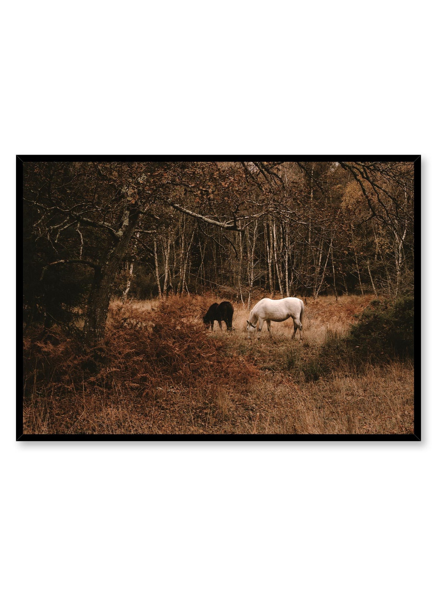 Mustang is a minimalist photography by Opposite Wall of two horses; one white and one black, eating dry grass in the forest.