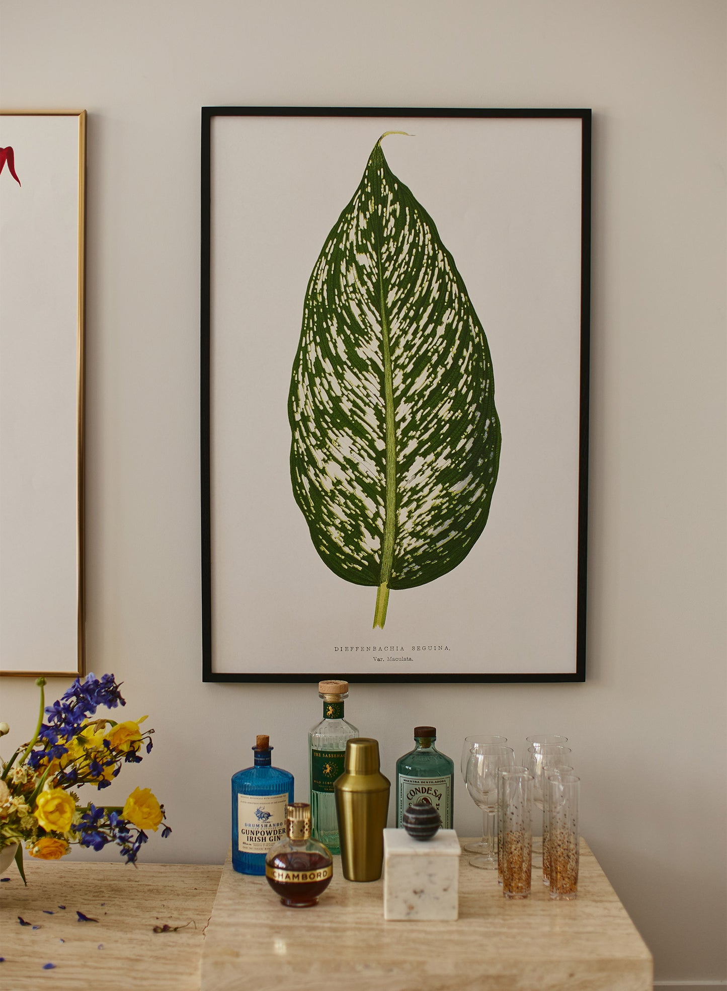 Dieffenbachia, Poster