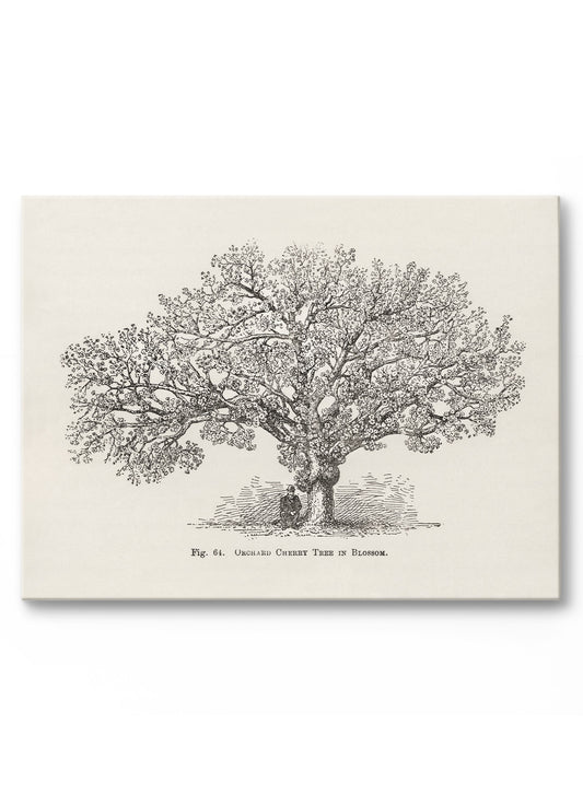 Orchard Cherry Tree, Canvas