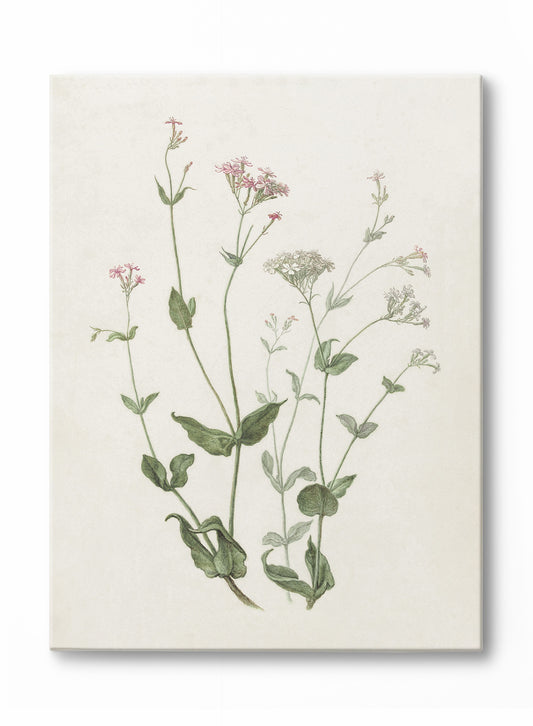 Senna & Catchfly, Canvas