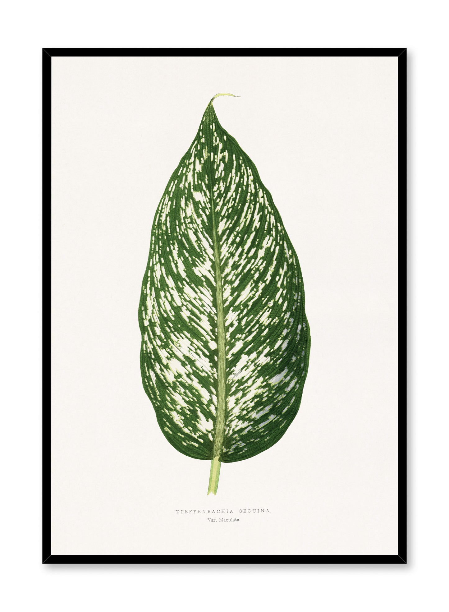 Dieffenbachia, Poster