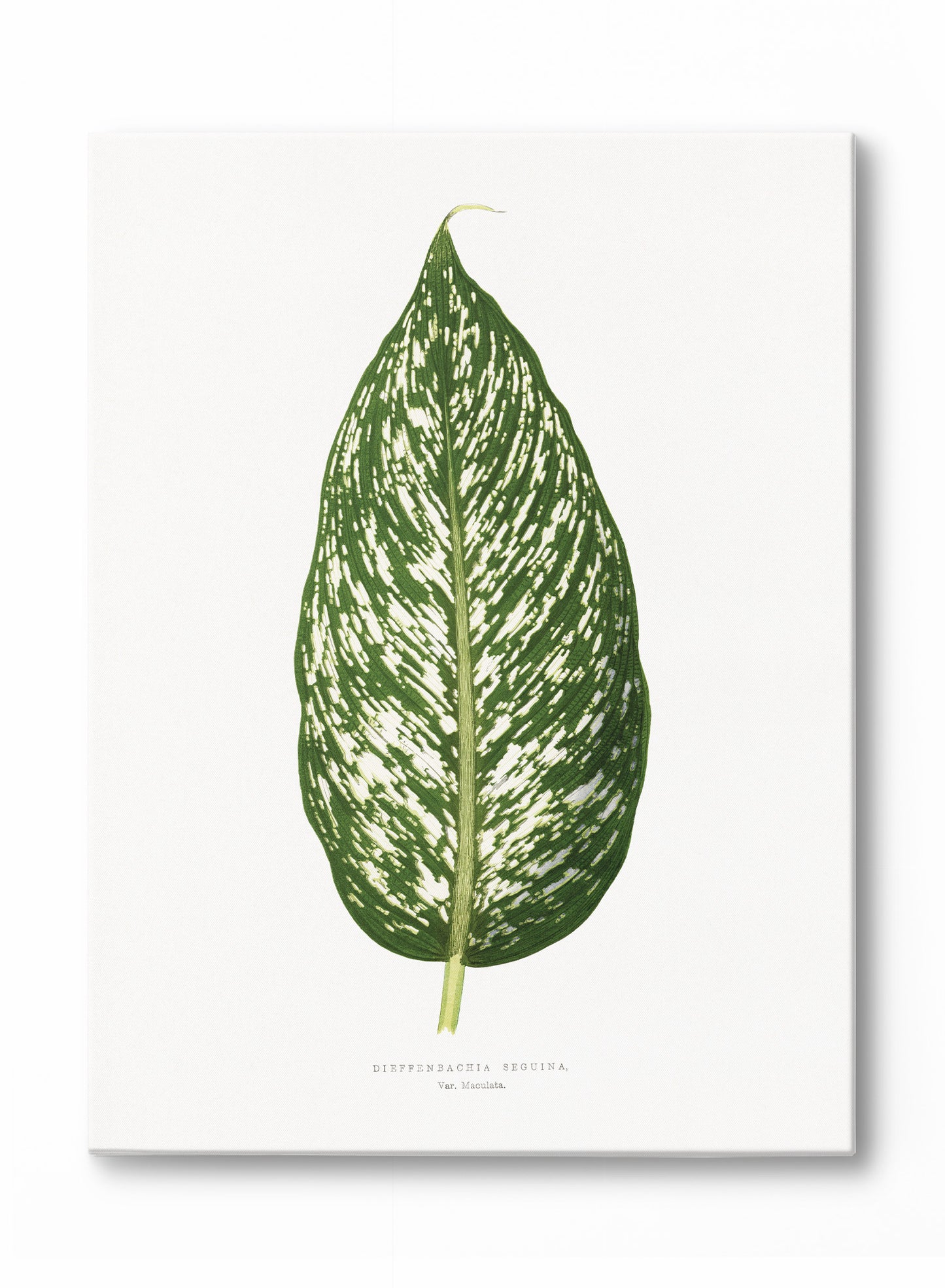 Dieffenbachia, Poster