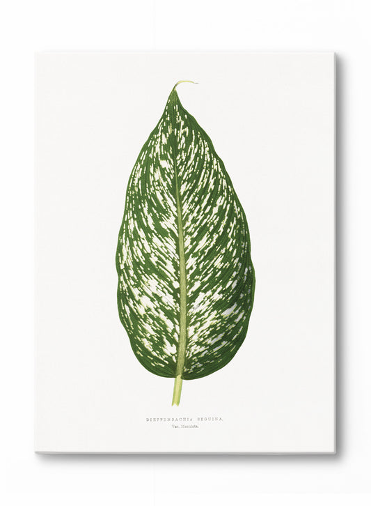 Dieffenbachia, Canvas