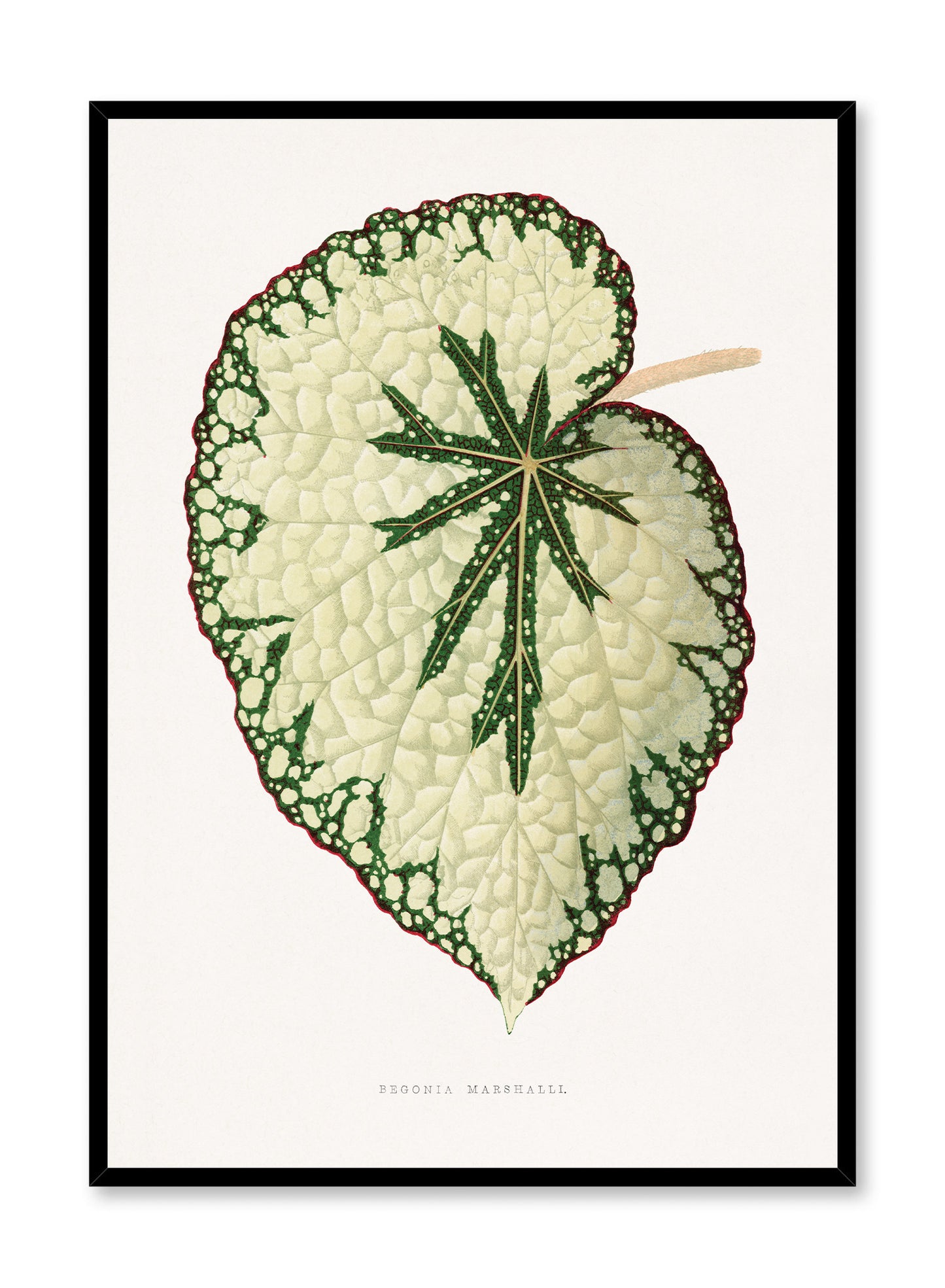 Beefsteak Begonia, Poster