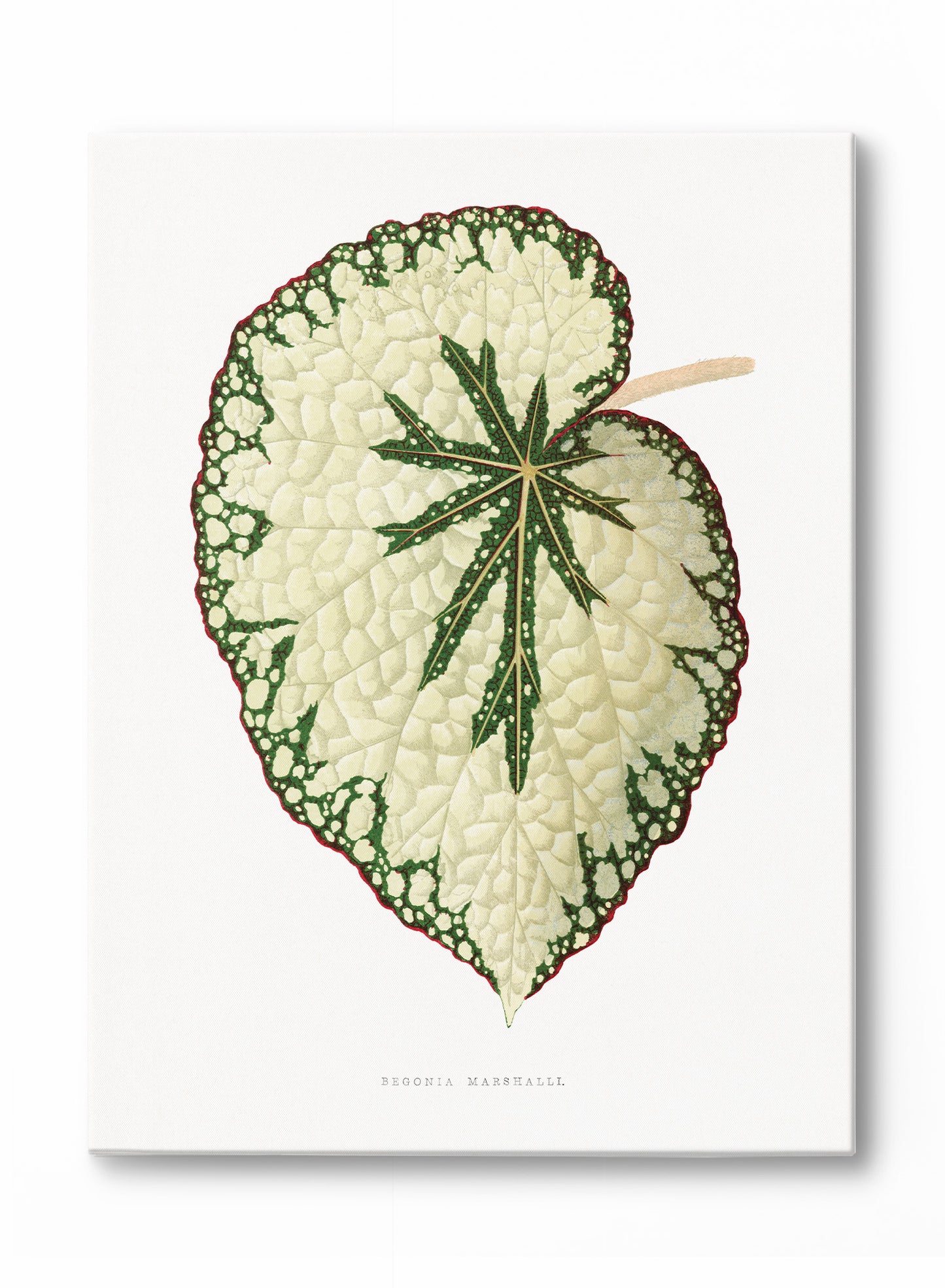 Beefsteak Begonia, Canvas