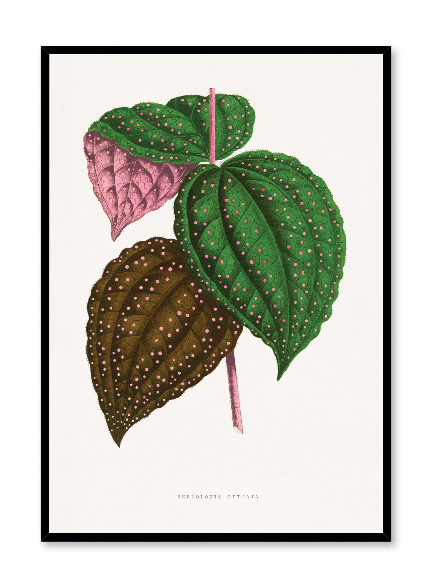 Pink Polka Dot Plant, Poster