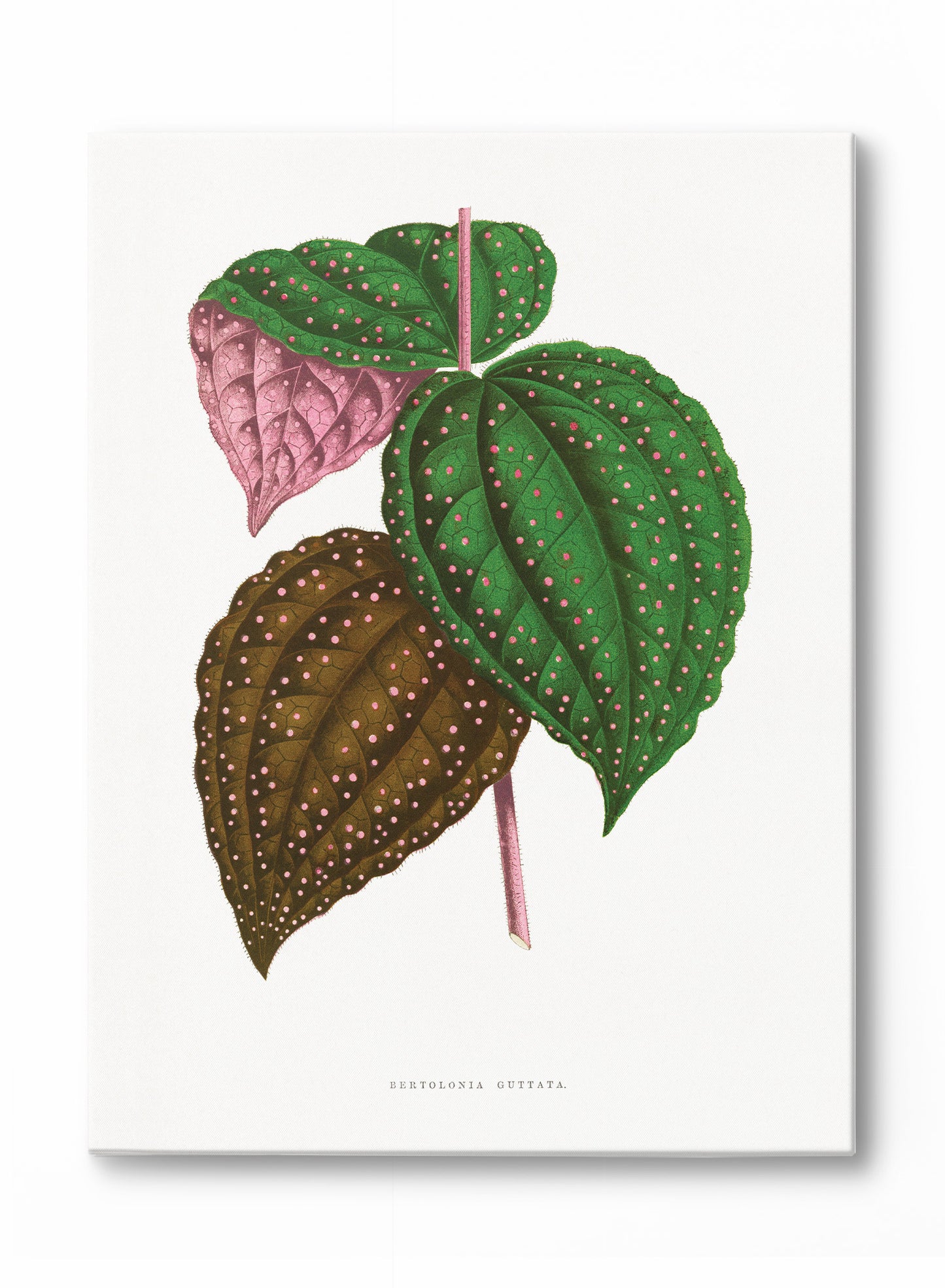 Pink Polka Dot Plant, Poster