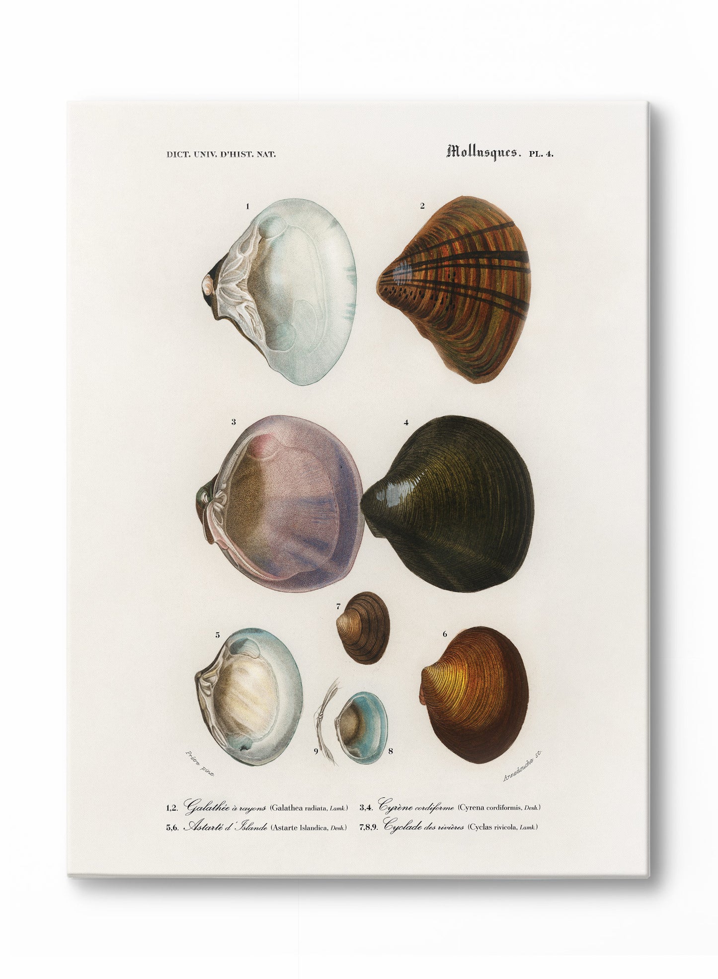 Coastal Curiosities, Poster