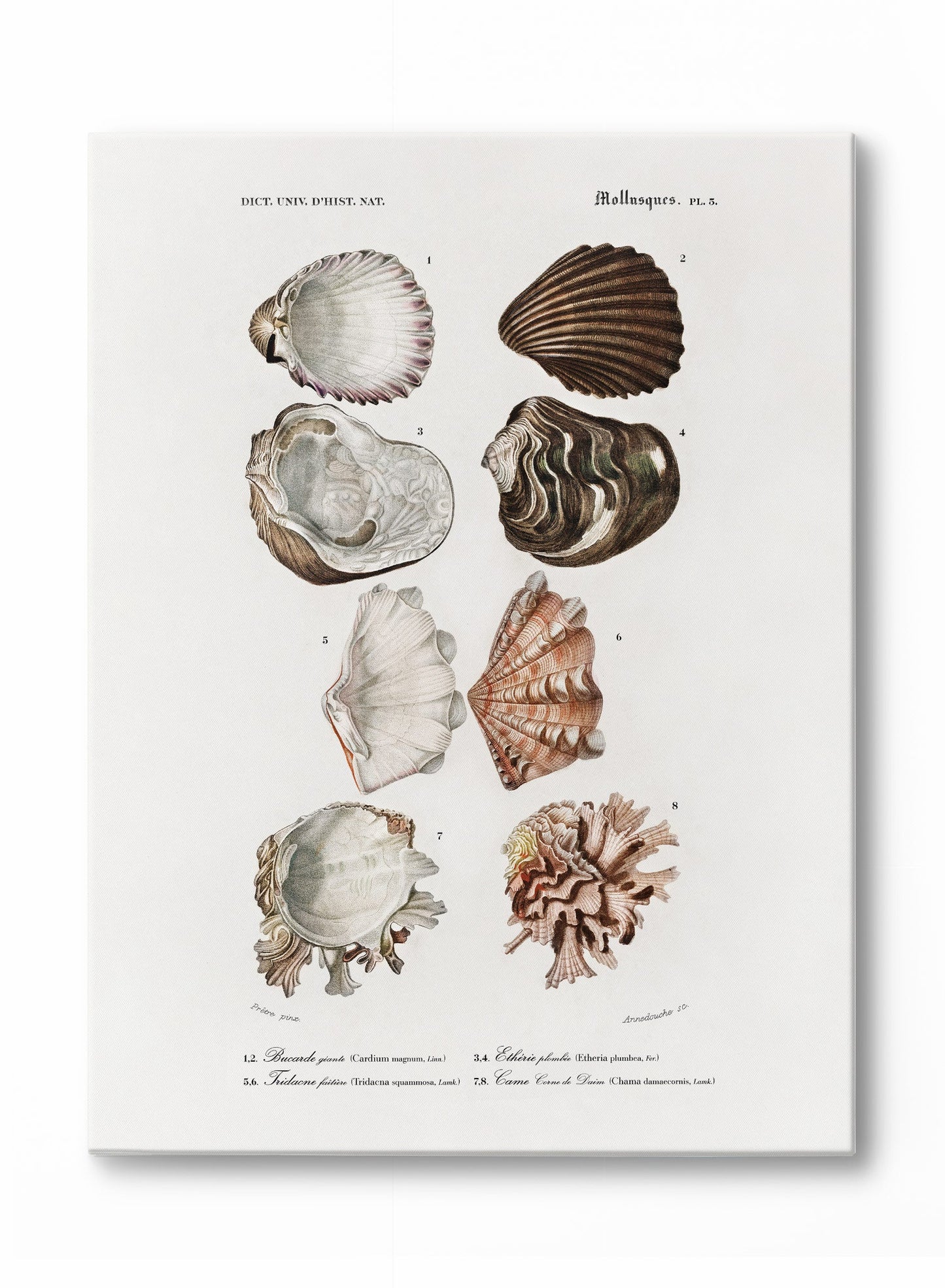 Tidepool Treasures, Poster