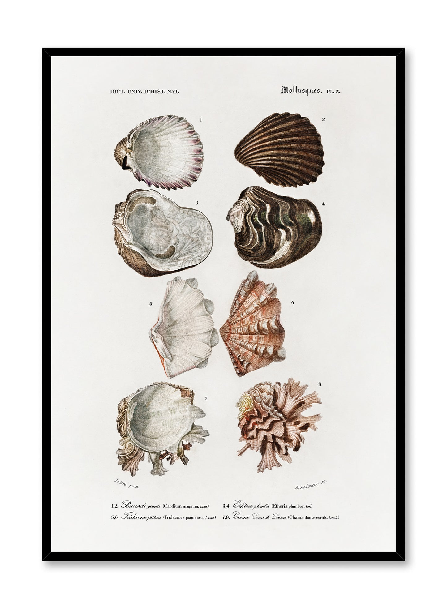 Tidepool Treasures, Poster