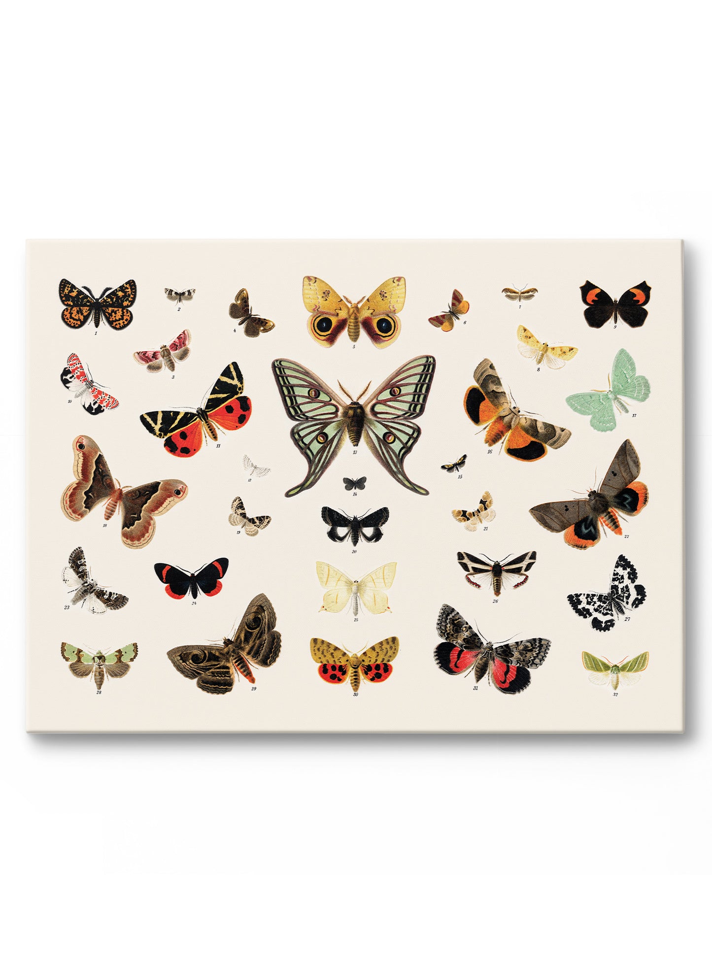 Butterflies In Flight, Poster