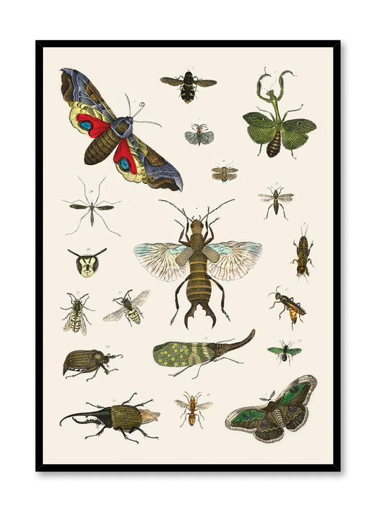 Bug Studies, Poster