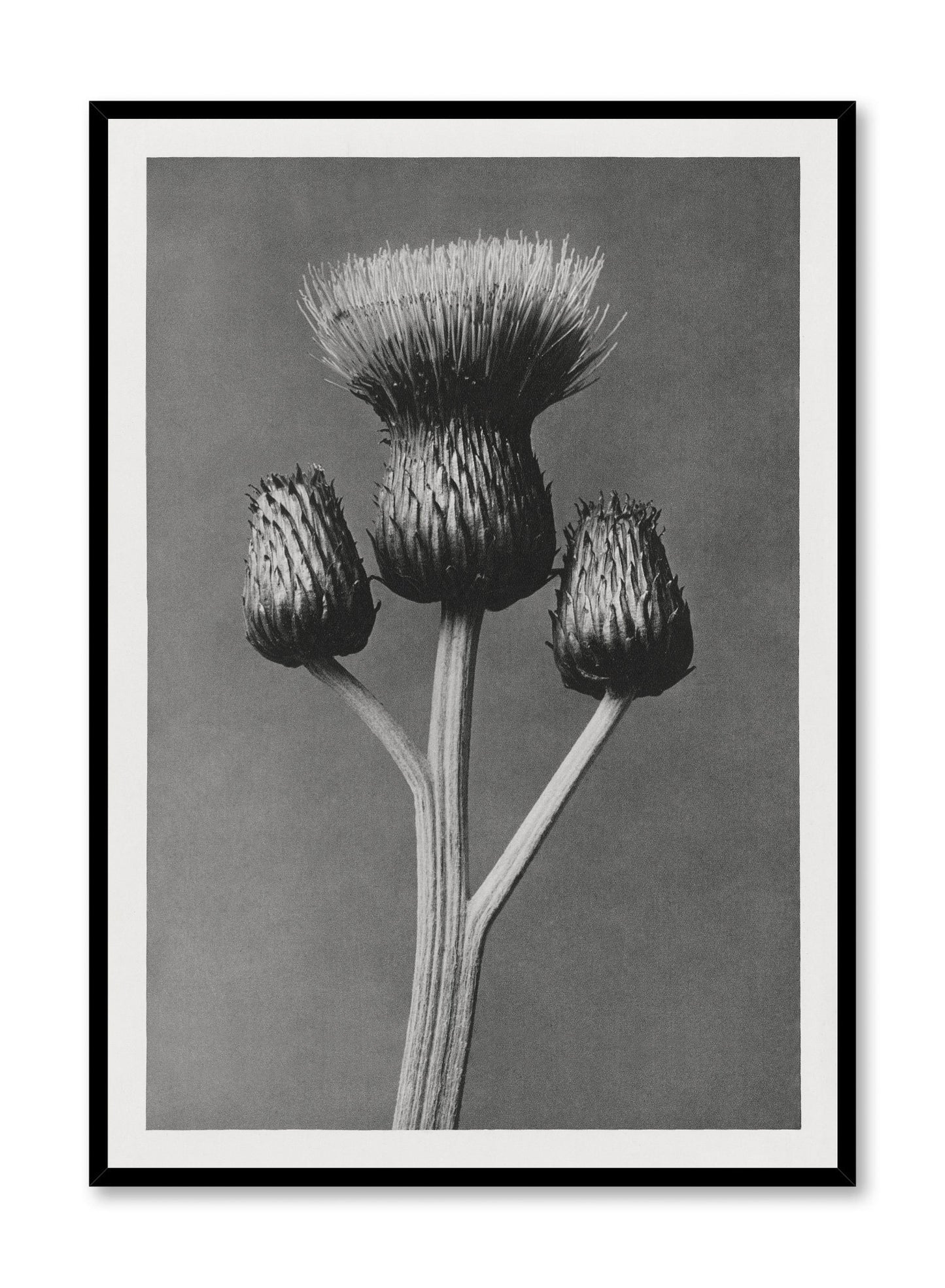 Dark Thistle, Poster