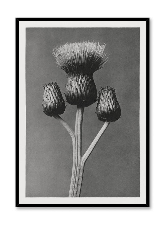 Dark Thistle, Poster