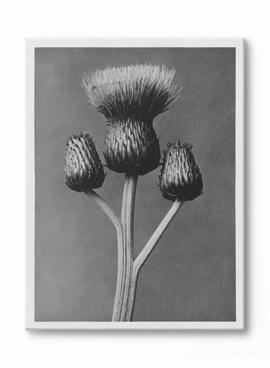 Dark Thistle, Canvas