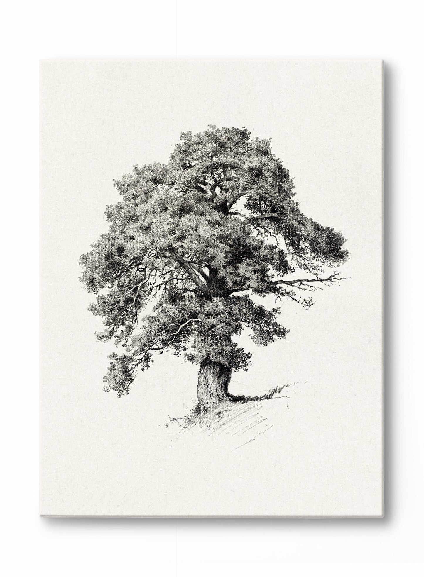 Mighty Tree, Canvas