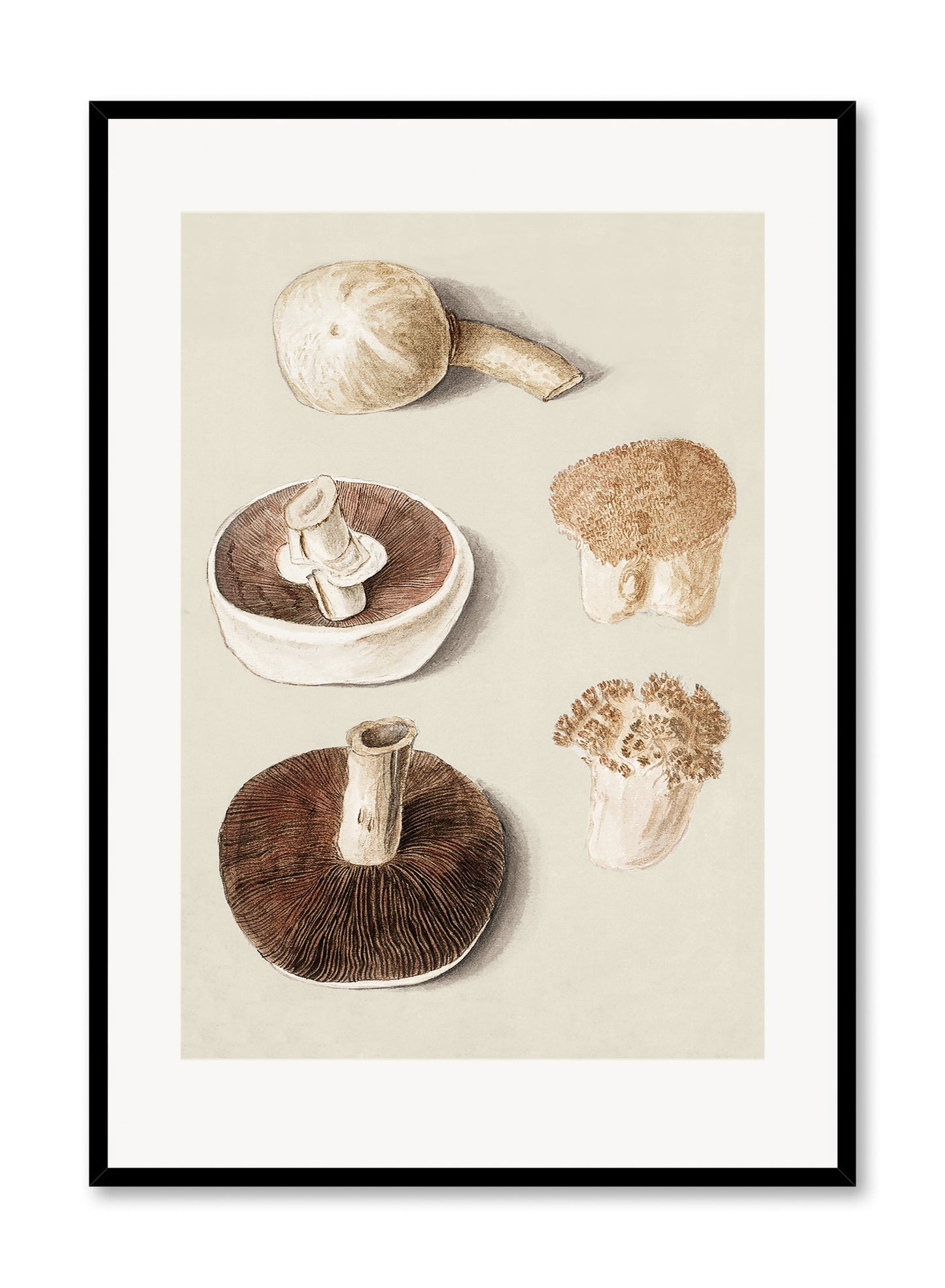 Culinary Fungi, Poster