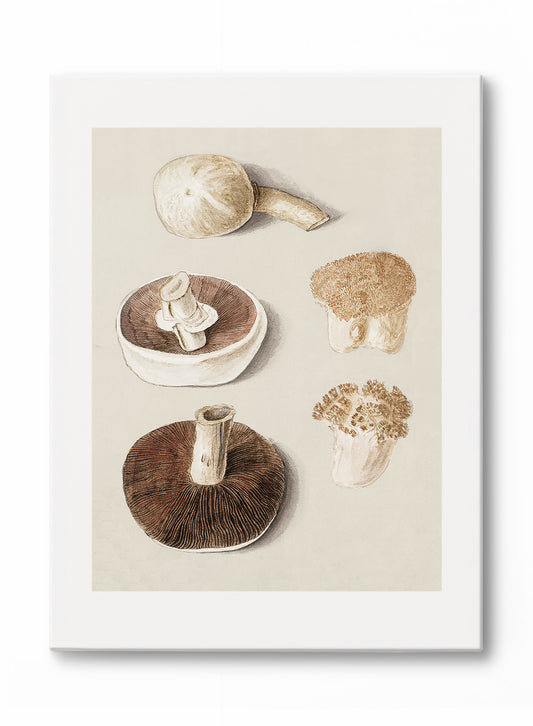 Culinary Fungi, Canvas