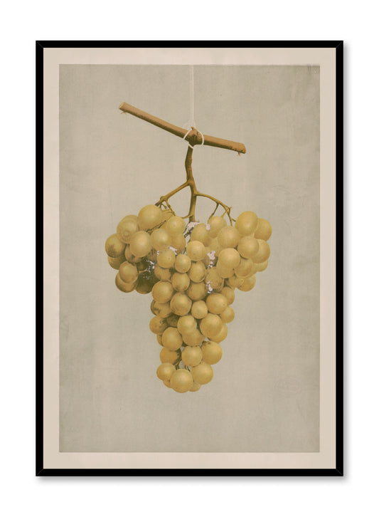 Golden Grape, Poster