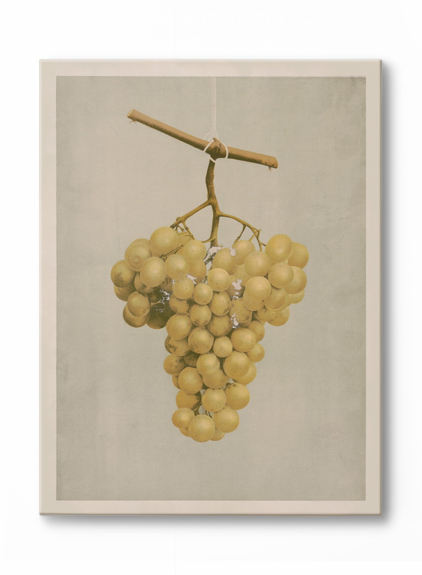 Golden Grape, Poster