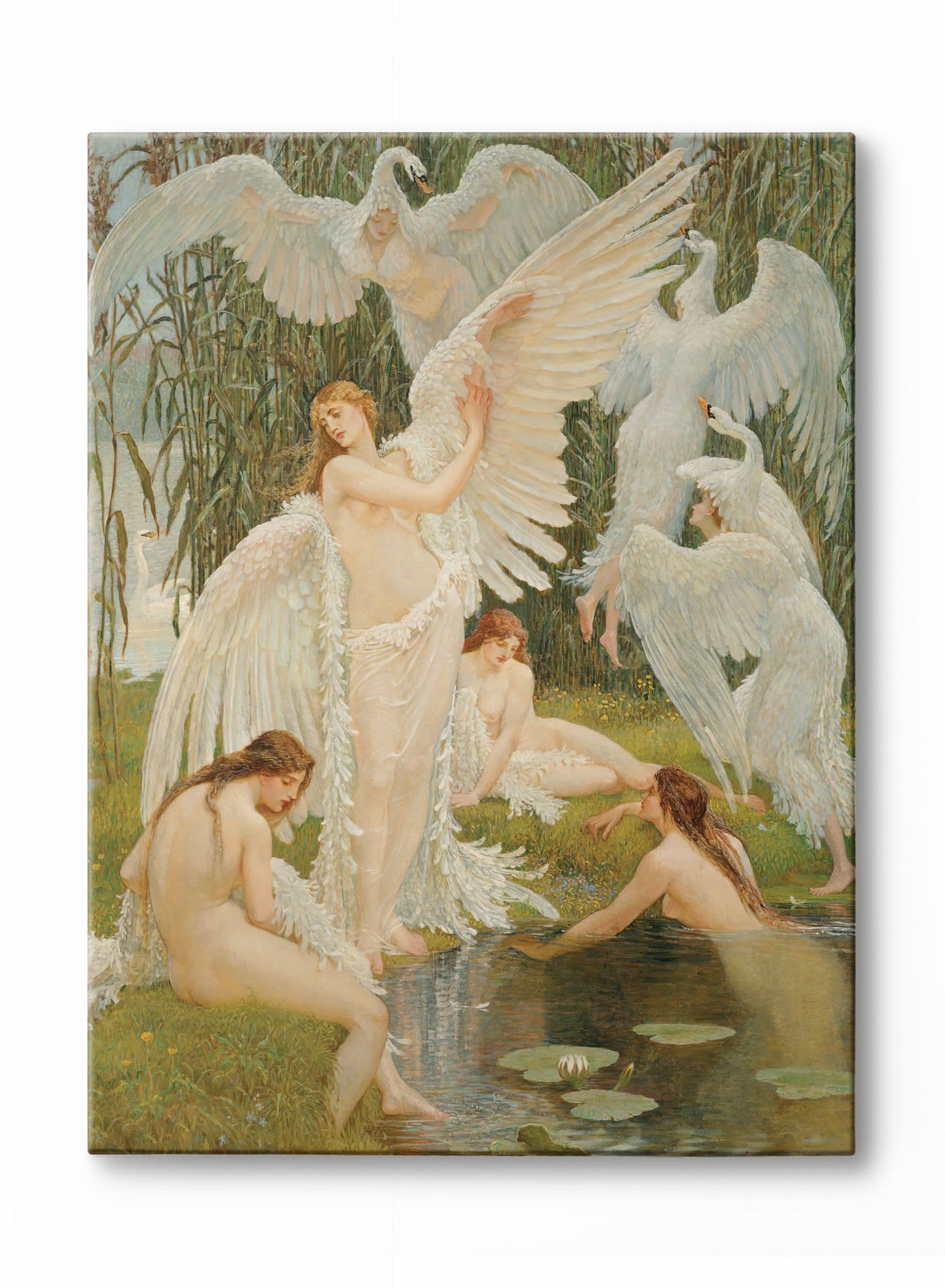 Splendeurs à plumes, Affiche