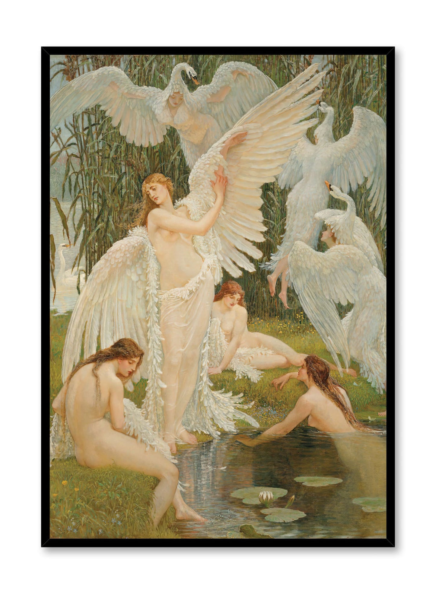 Splendeurs à plumes, Affiche