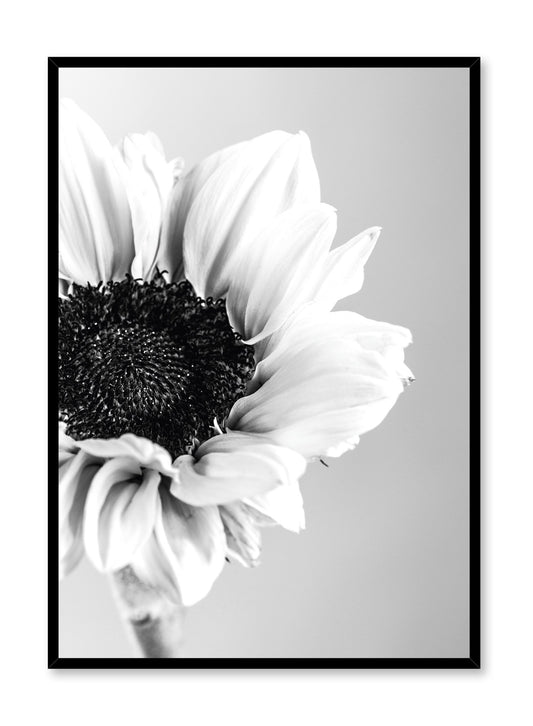 Scandinavian poster by Opposite Wall with black and white sunflower photography