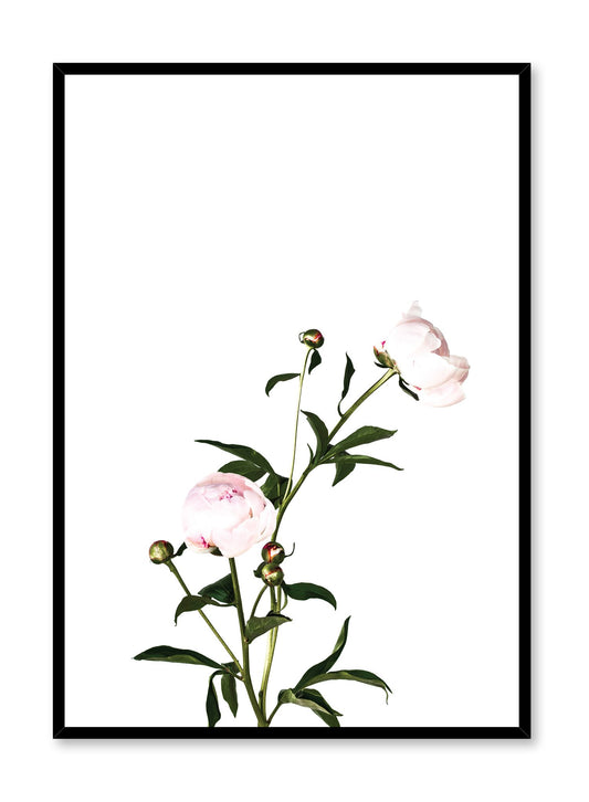 Scandinavian poster by Opposite Wall with trendy art photo of peonies - Romance