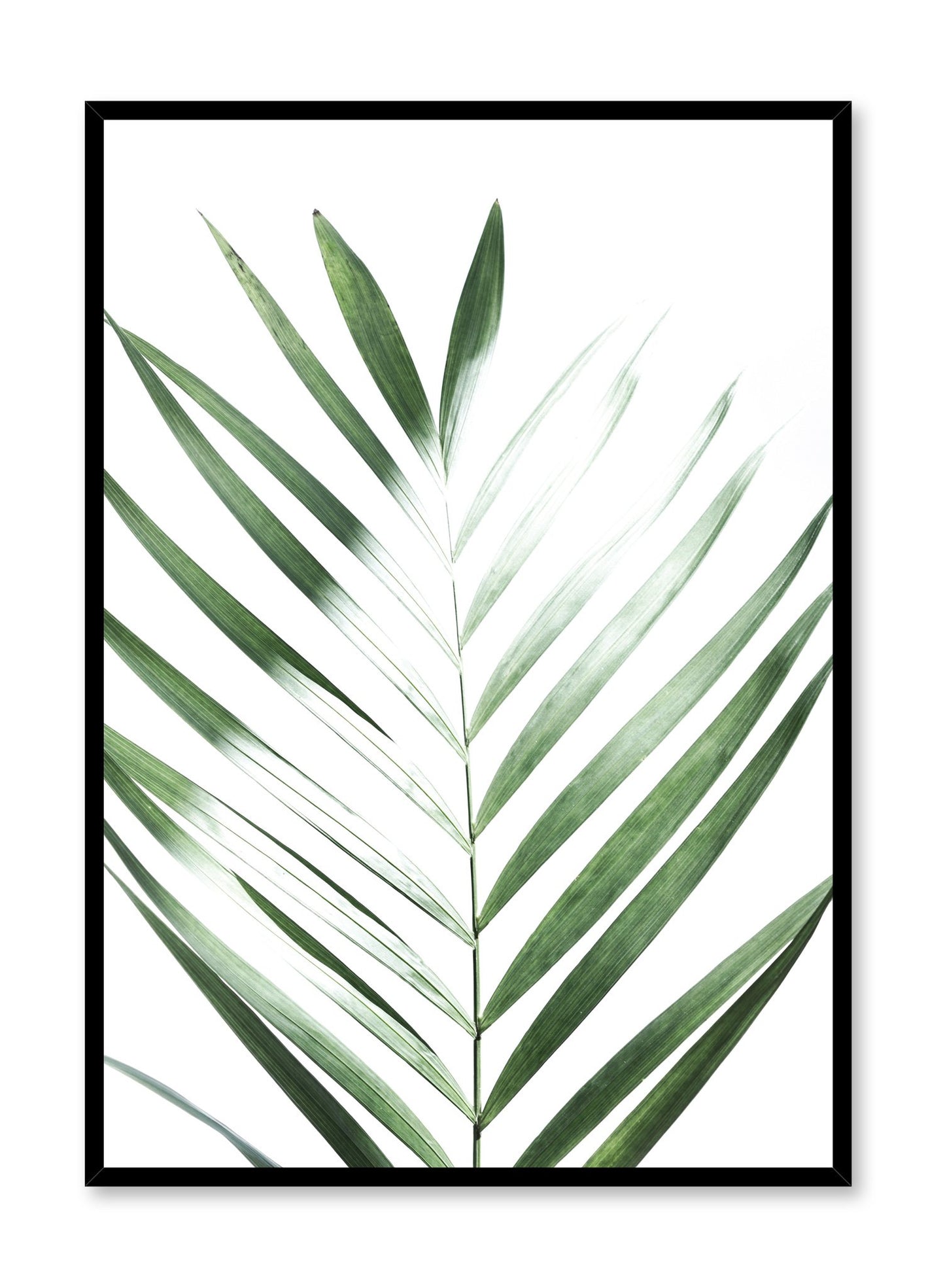 Modern minimalist poster by Opposite Wall with Sunlight palm leaf photo art