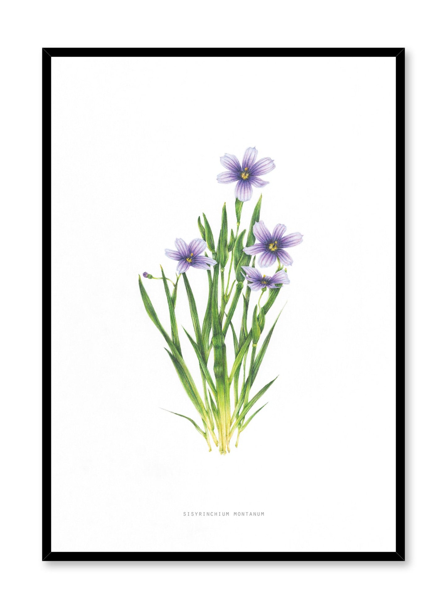 Modern minimalist poster by Opposite Wall with encyclopedic illustration of Sisyrinchium Montanum