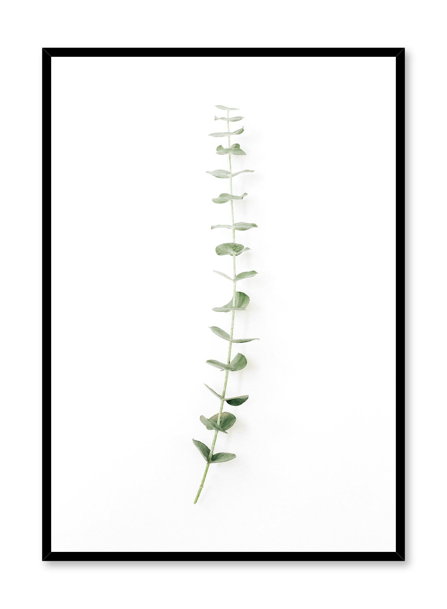 Minimalistic wall poster by Opposite Wall with eucalyptus stem photography