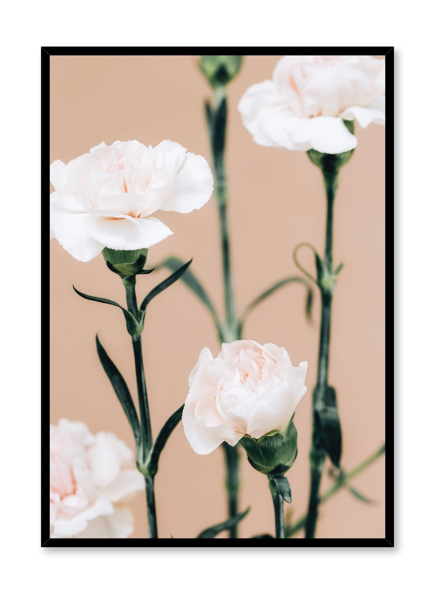 Minimalistic wall poster by Opposite Wall with pink carnation floral photography