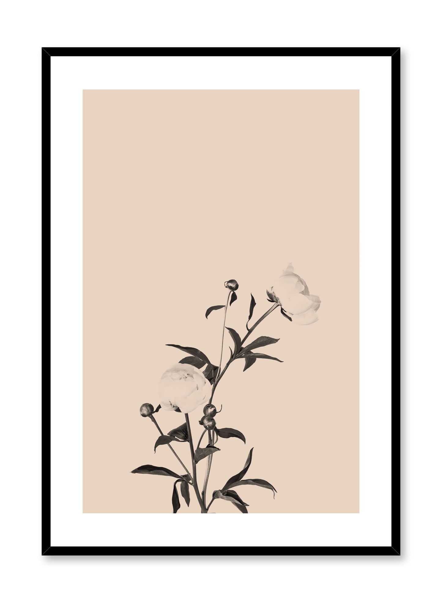 Scandinavian poster by Opposite Wall with trendy art photo of peonies - Romance in beige peach