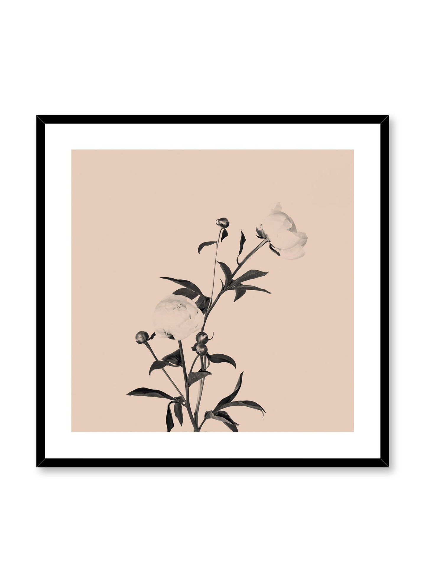 Scandinavian poster by Opposite Wall with trendy art photo of peonies - Romance in beige peach