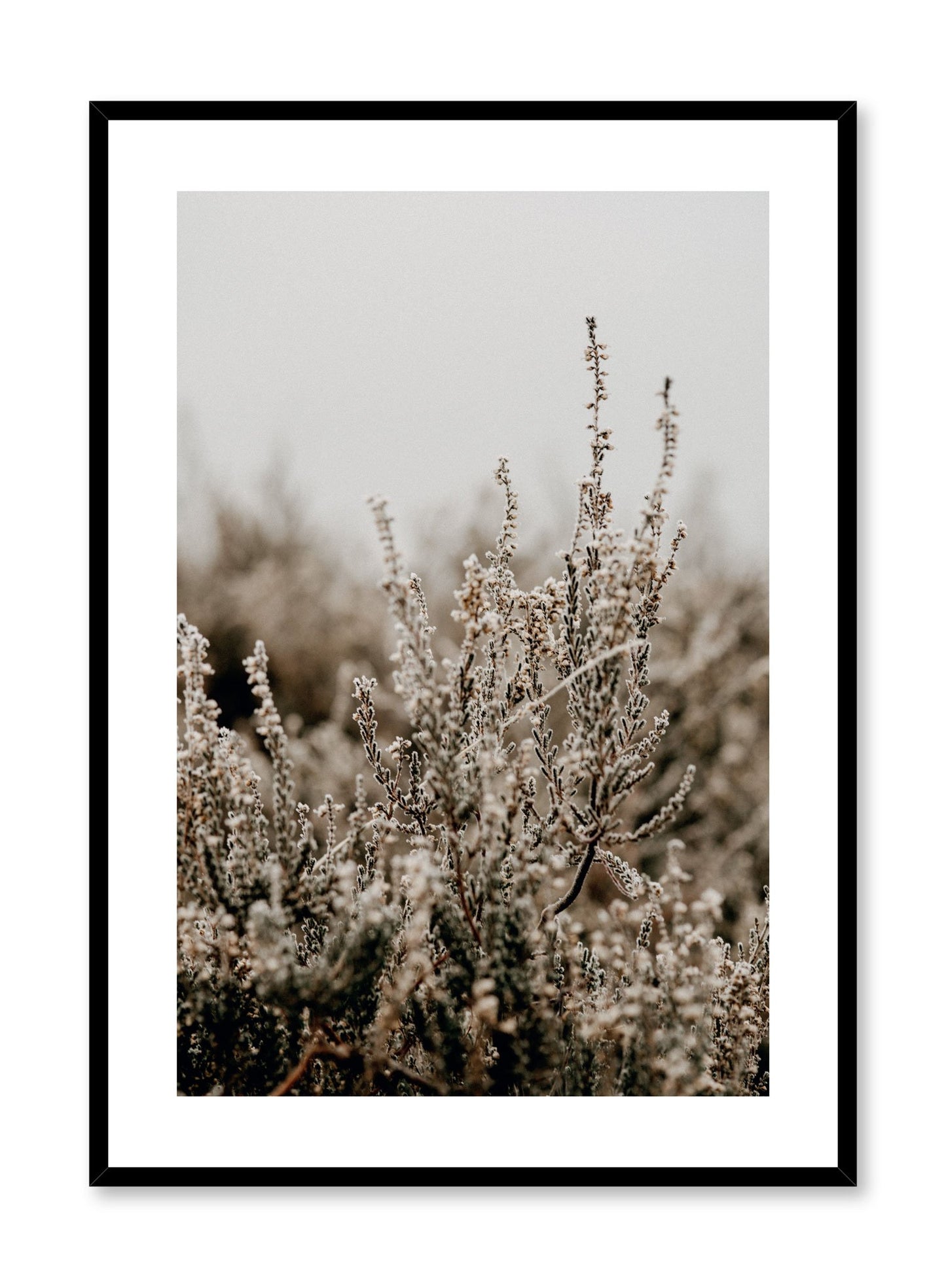 "Silvery Seedheads" is a botanical photography poster by Opposite Wall of branches covered in tiny white flower blooms in a forest.