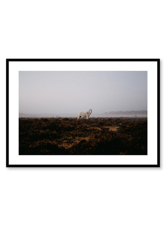 Wild Horse' is an animal and landscape photography poster by Opposite Wall of a wild white horse standing in a vast and foggy field with distant mountains.