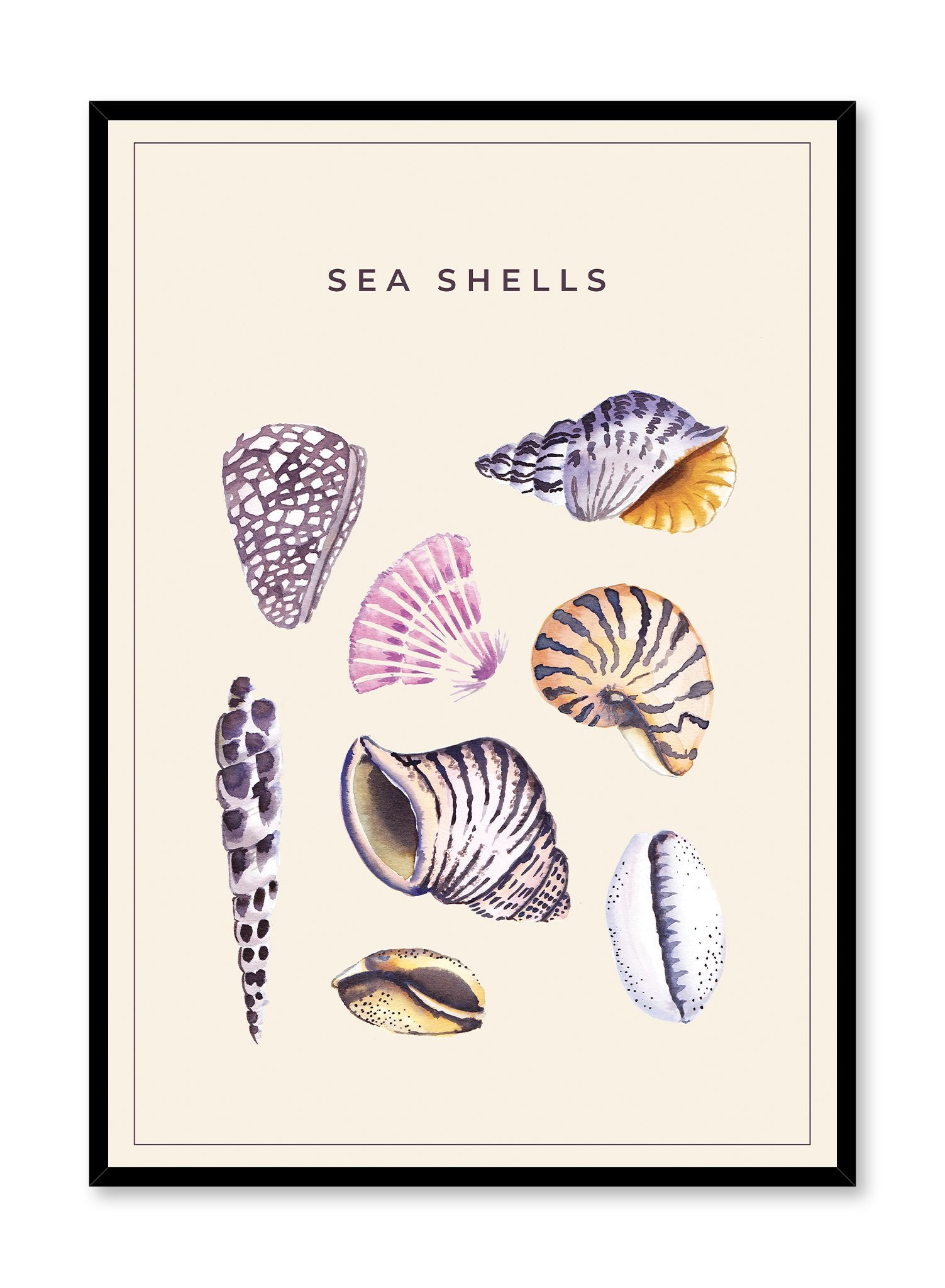 Sally by the Seashore is a minimalist illustration a collection of different types of colourful seashells by Opposite Wall.