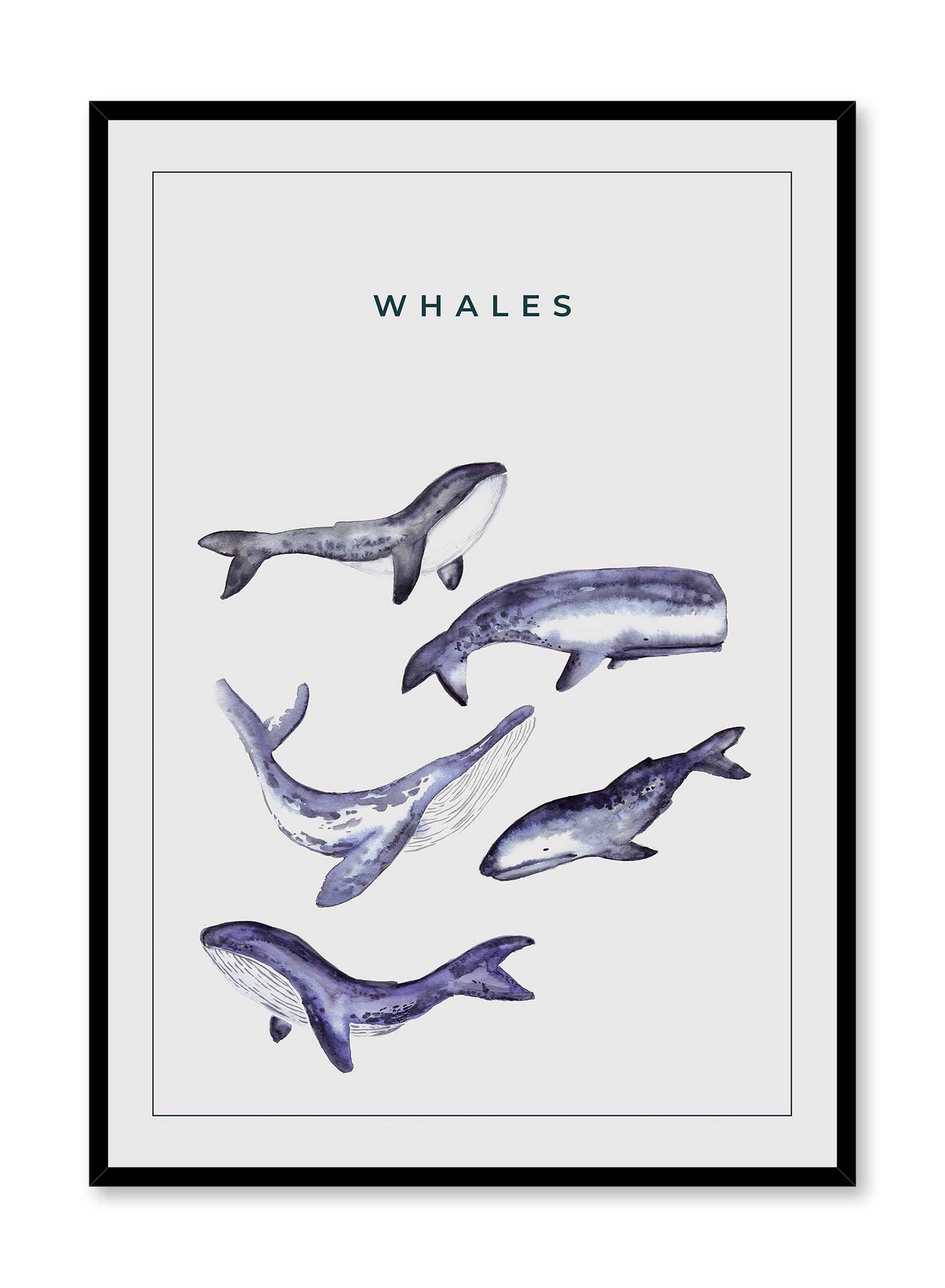 Whale Gang' is a minimalist illustration by Opposite Wall of five types of whales drawn in grey-blue colours over a light aqua blue background.