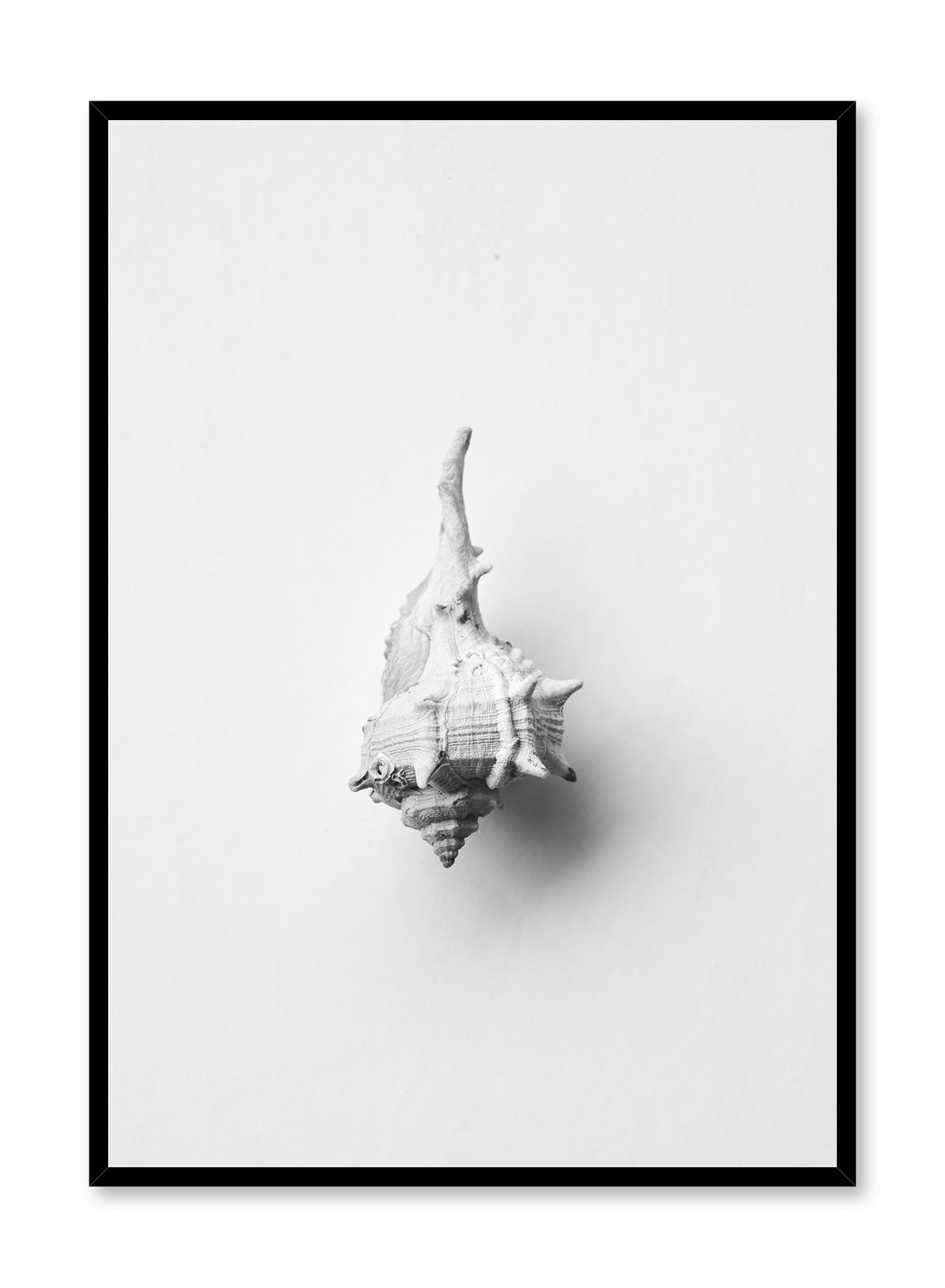 Horse Conch is a minimalist photography of a close-up shot of a white horse conch facing downwards by Opposite Wall.