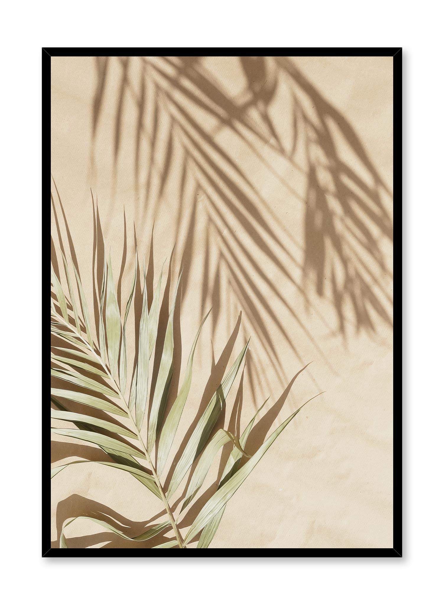 Scorching Day is a minimalist photography of a dry green parlor palm leaf on the left side mirrored by the shadow of another leaf on the right side by Opposite Wall.